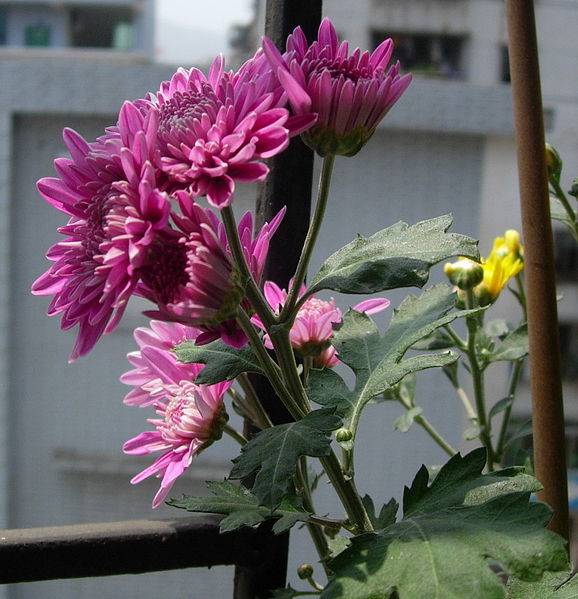 صورة:Purple Chrysanthemum.JPG