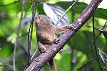 Pygmy marmoset (Cebuella pygmaea) on branch.jpg