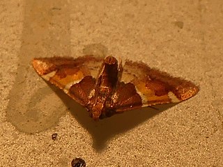 <i>Pyralis kacheticalis</i> Species of moth