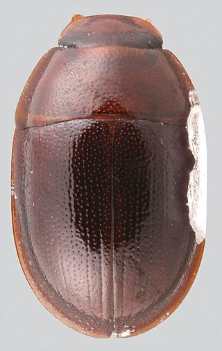 <i>Quadriops</i> Genus of beetles