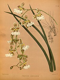 plate 183 Oncidium jonesianum Trichocentrum jonesianum