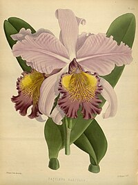 plate 231 Cattleya × hardyana