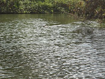 Ranganatittu bird sanctuary.jpg