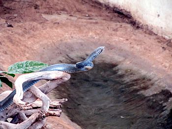 Rat snake at Van Vihar National Park in Bhopal.jpg