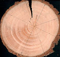 Reaction Wood of Picea Abies.jpg