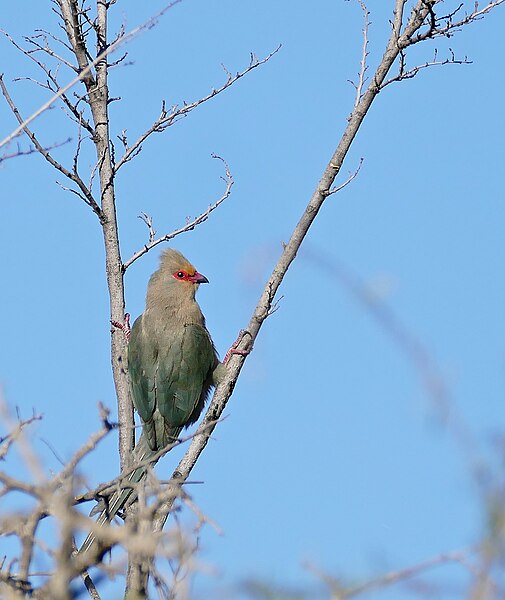 File:Red-faced Mousebird (Urocolius indicus) (32668807280).jpg