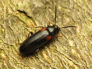 <i>Mycetochara binotata</i>