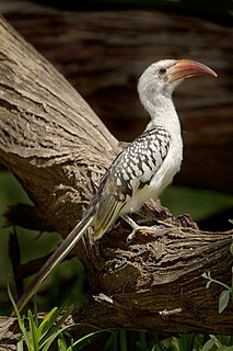 Red-billed hornbill Group of birds