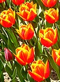 Red and yellow tulips.jpg