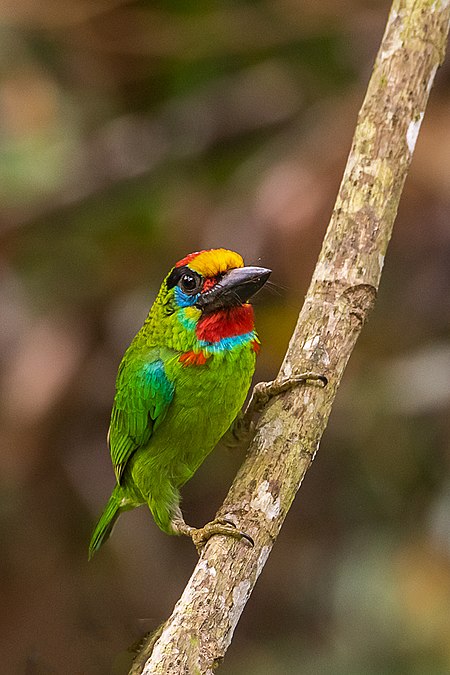 Takur_raya_(burung)