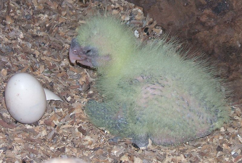 File:RedtailBlackCockatoo2Weeks.jpg