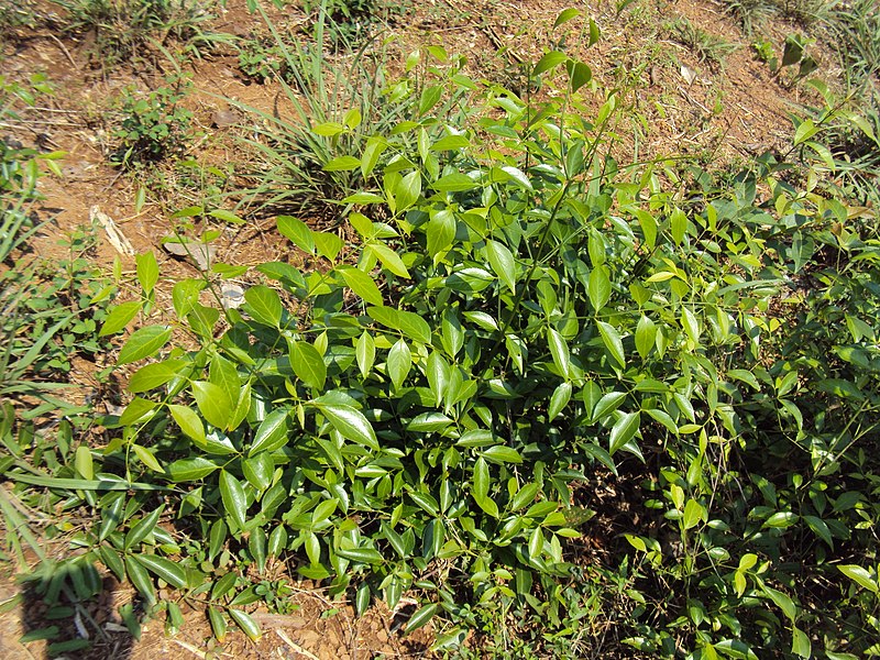 File:Reissantia indica 03.JPG