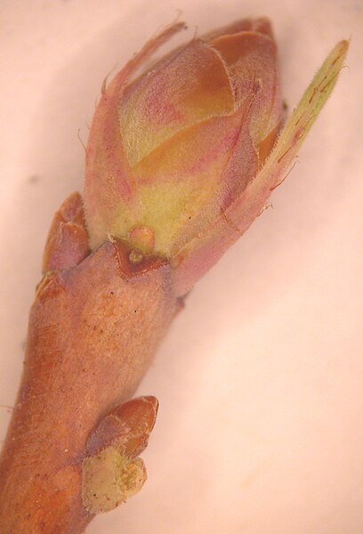File:Rhododendron canadense 15-p.bot-rhodo.cana-04.jpg