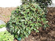 Rhododendron sphaeroblastum var. wumengense - Копенгаген университеті ботаникалық бақ - DSC07572.JPG