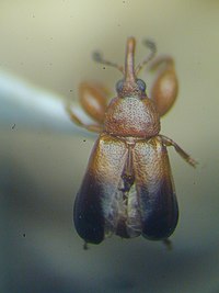 Rhopalotria dimidiata male.jpg