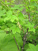 Ribes japonicum
