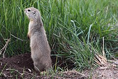 Суслик живой. Длиннохвостый (Арктический) суслик. Большой суслик (Spermophilus Major). Сибирский длиннохвостый суслик. Длиннохвостого колымского суслика.