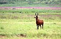 Rietvlei Nature Reserve, Tshwane, South Africa (50795857127).jpg