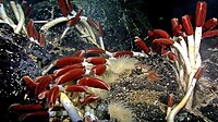 Riftia tube worm colony Galapagos 2011.jpg