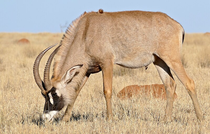 File:Roan (Hippotragus equinus) male grazing ... (30280893990).jpg