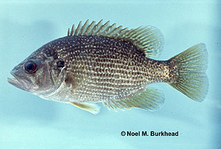 Roanoke bass Species of fish