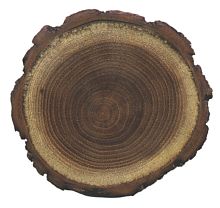 Nieregularnie okrągły przekrój pnia z grubą korowiną na obrzeżach i wewnątrz z drewnem z koncentrycznie ułożonymi, kontrastującymi słojami