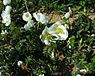 Duinroos (Rosa pimpinellifolia)