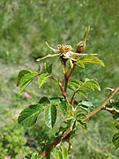 Rosa rubiginosa sl14.jpg