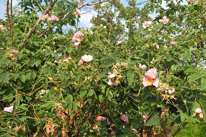 File:Rosa sherardii kz07.jpg