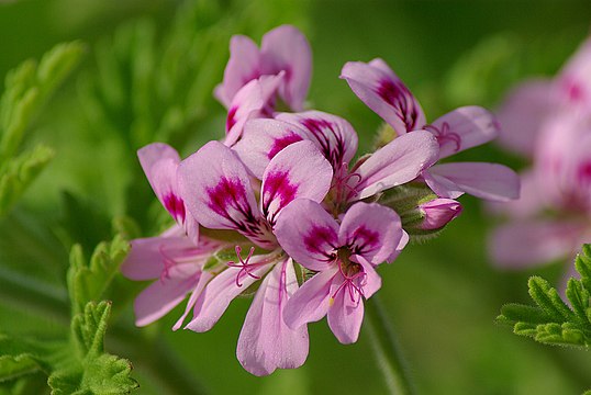 Герань 2. Пеларгония душистая (Pelargonium graveolens. Герани душистой (Pelargonium graveolens). Герань ароматная (Pelargonium graveolens. Пеларгония Pelargonium Roseum.