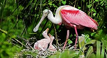 Roseate spoonbill nest.jpg