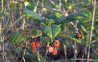 <i>Guettarda scabra</i> Species of plant