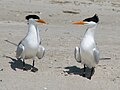 Royal Tern (Thalasseus maxima) RWD3.jpg