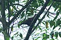 Ruddy Pigeon 2015-06-09 (1) (39615652844).jpg