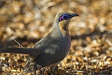 Coua ausführen (Coua-Cursor) .jpg