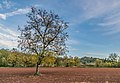 * Nomination Rural landscape in Conques-en-Rouergue, Aveyron, France. --Tournasol7 07:00, 6 November 2019 (UTC) * Promotion  Support Good quality. --Manfred Kuzel 07:10, 6 November 2019 (UTC)