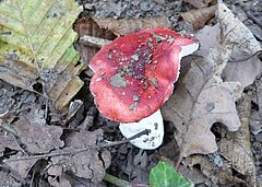 Description de l'image Russula silvestris 17.jpg.