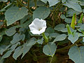 Feuilles et fleur