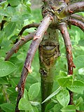 Salix caprea 'Kilmarnock' için küçük resim