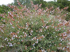 Salvia pomifera