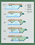 San Andreas Fault