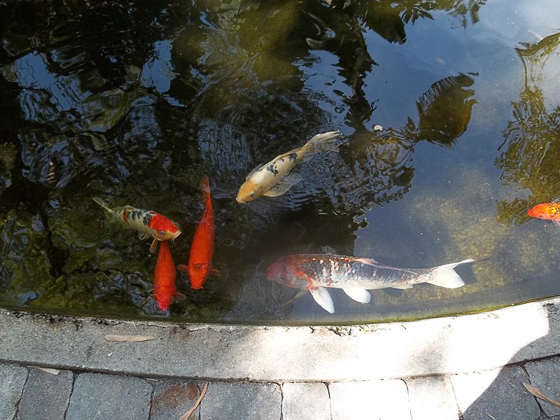 File:Sarasota FL Selby Gardens koi01.jpg