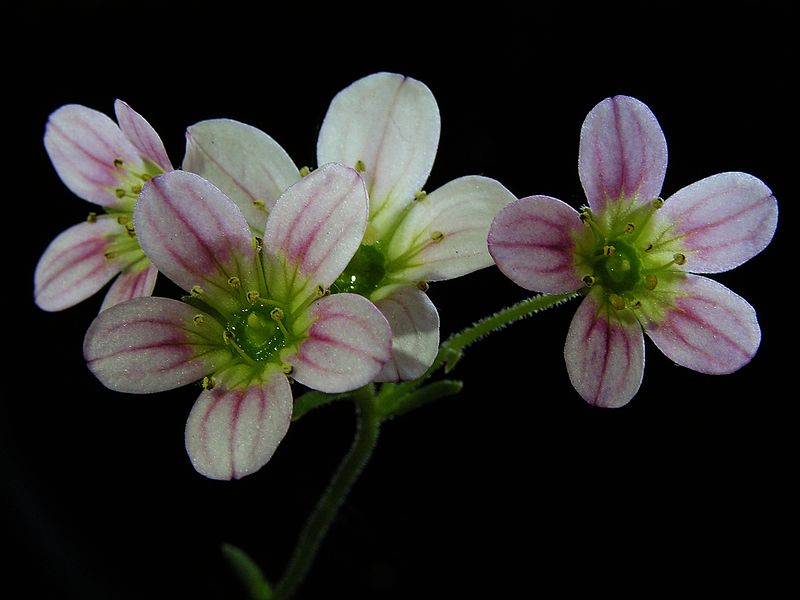 File:Saxifraga x arendsii20130514 06.jpg