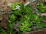 Miniatura para Saxifraga cuneifolia