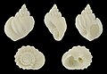 * Nomination Shell of an Oblique Nutmeg, Scalptia obliquata --Llez 06:13, 26 December 2023 (UTC) * Promotion  Support Good quality. --XRay 08:13, 26 December 2023 (UTC)