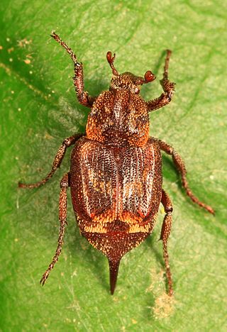<i>Valgus canaliculatus</i> Species of beetle