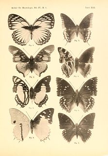 <i>Charaxes acraeoides</i> Species of butterfly