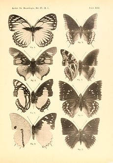 C. e. mechowi figure 4 Schultze2.jpg