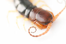 A Scolopendra species (Chilopoda) with stemmata incompletely aggregated into compound eyes Scolopendra subspinipes mutilans DSC 1429.jpg