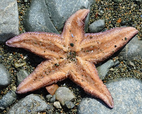 Sea Star (Asteroidea)